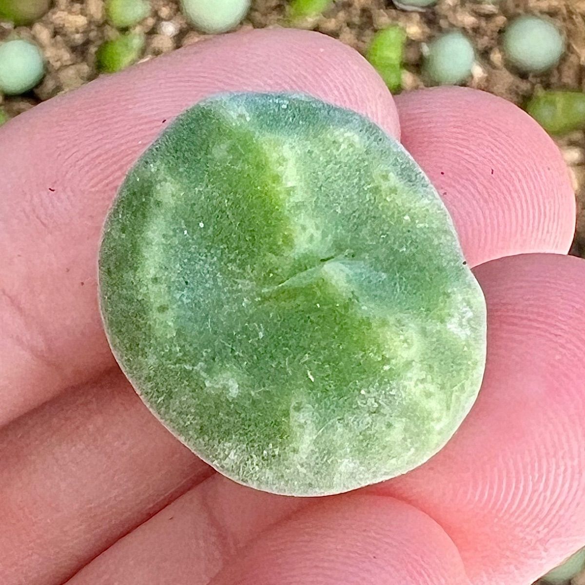 セレベルム PVB10043 ernstii ssp.cerebellum W.Marinkas Quellen コノフィツム Conophytum  多肉植物(サボテン)｜売買されたオークション情報、yahooの商品情報をアーカイブ公開 - オークファン 花、園芸