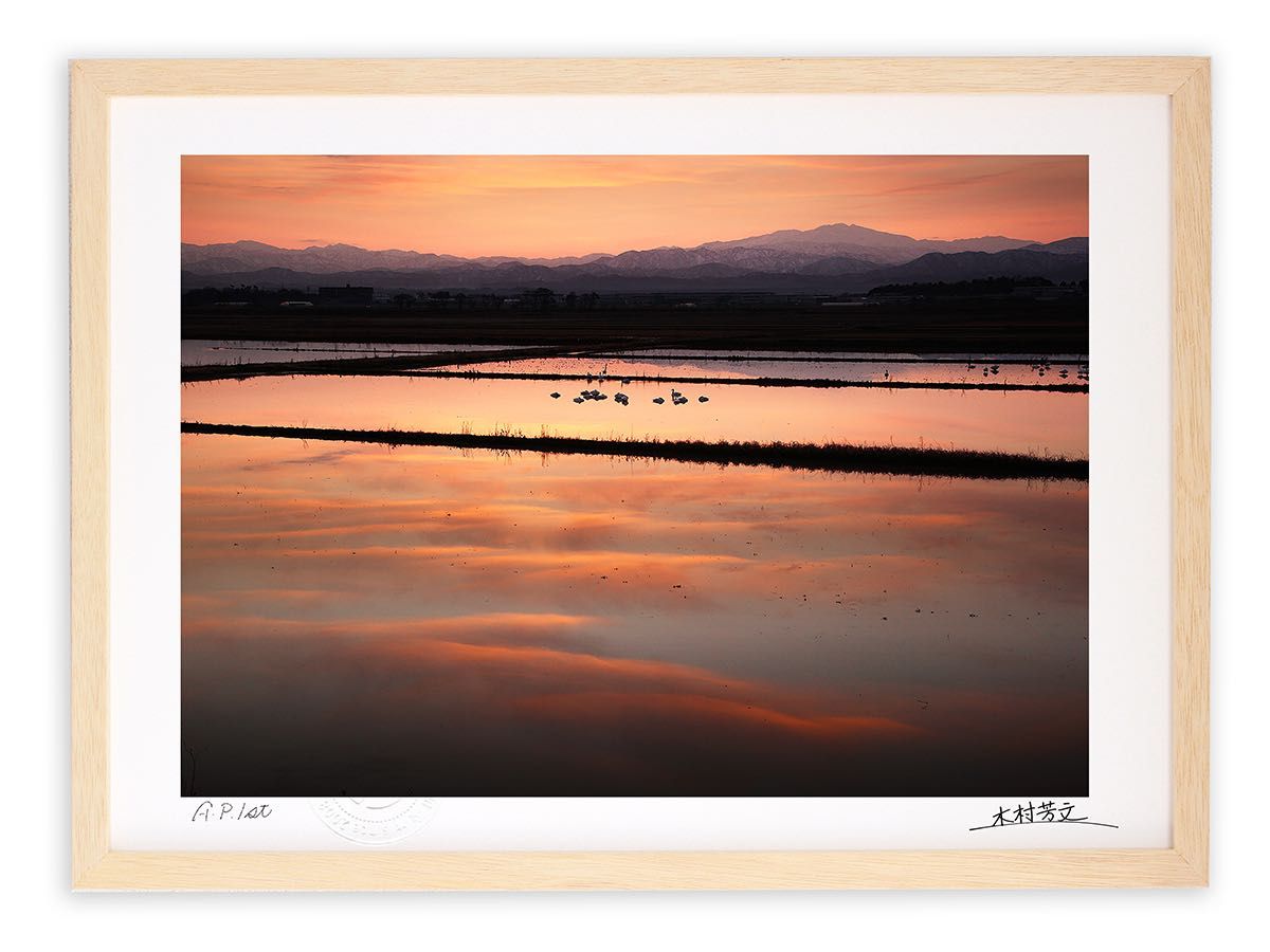 希少　コスモス画家　 荒木幸史　Koji　サインあり　ガラス　額装　絵画　静物画 希少 コスモス画家 荒木幸史 Koji サインあり ガラス 額装 絵画 静物画