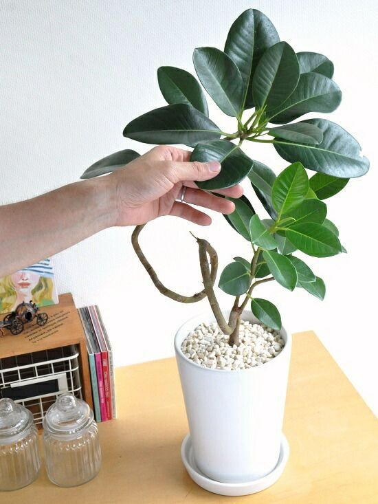 フランスゴム（大葉曲がり） 白色 スリム型 トール陶器鉢 S字曲がり