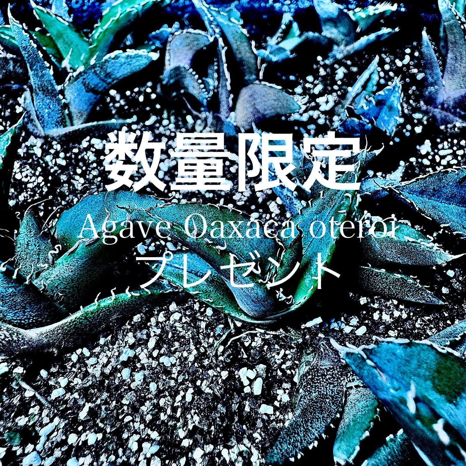 アガベ チタノタ 超OSP OSP産 - メルカリ