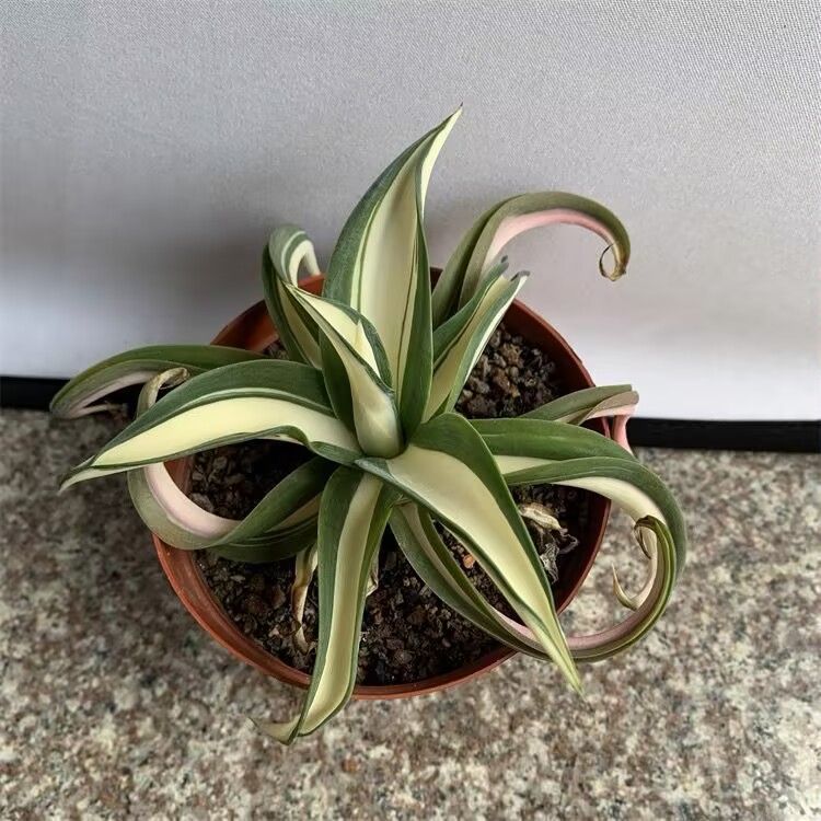 アガベ　アテナータ　翡翠盤　総柄 アガベ アテナータ 翡翠盤 総柄 希少高級株 アガベ アテナータ 翡翠盤