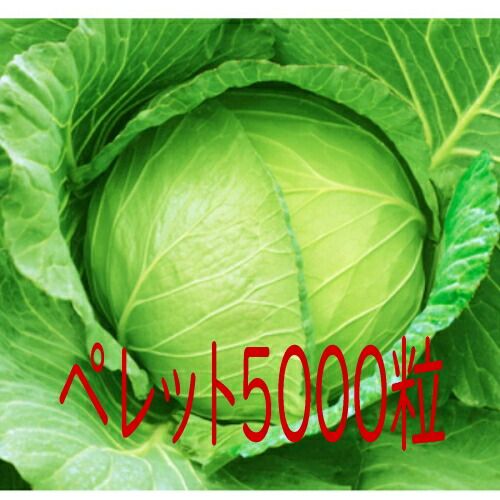 入荷次第出荷 カネコ種苗 恋風 キャベツ ペレット５０００粒