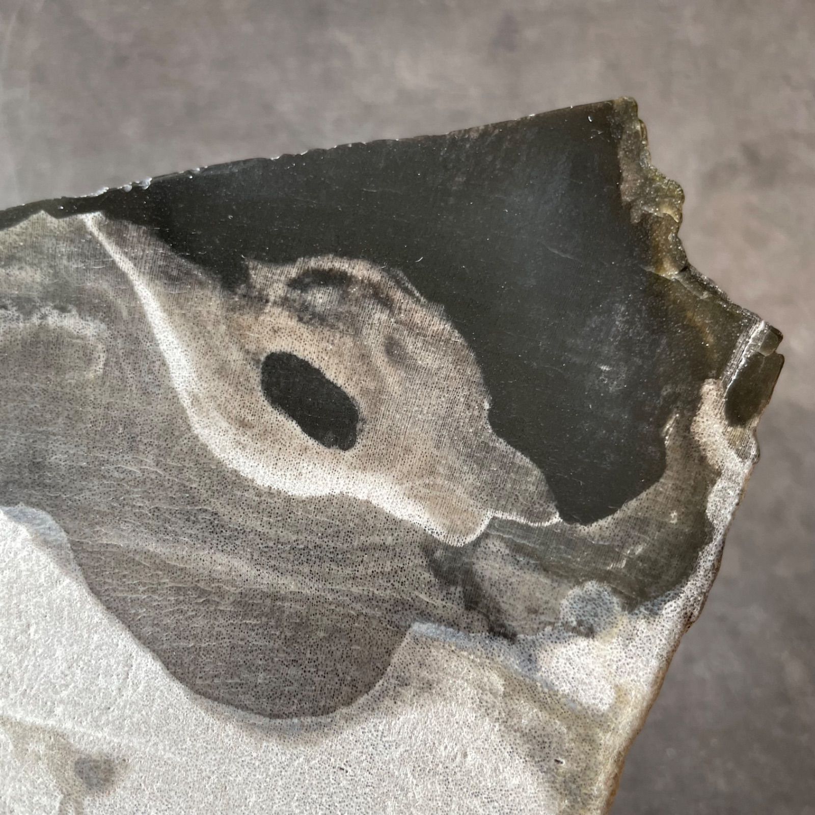 フォロー割あり】インドネシア産♦︎Petrified Wood ペトリファイド