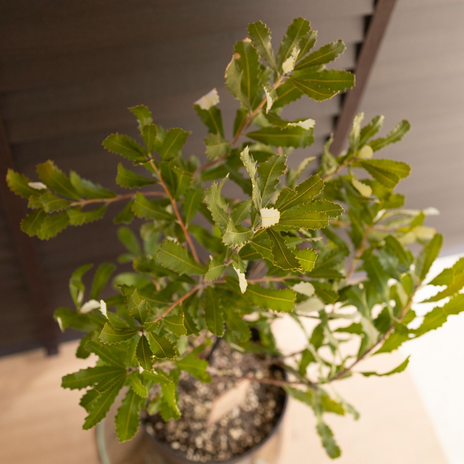バンクシア オブロンギフォリア Banksia oblongifolia オージー