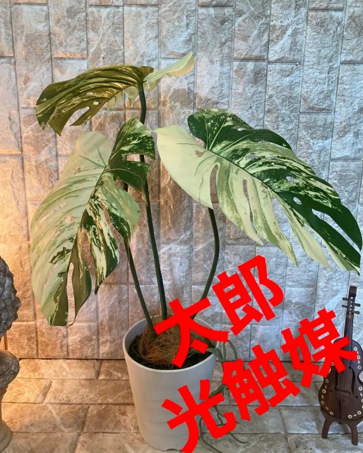 光触媒 人工観葉植物 ウォールグリーン フェイク フラワ 斑入り