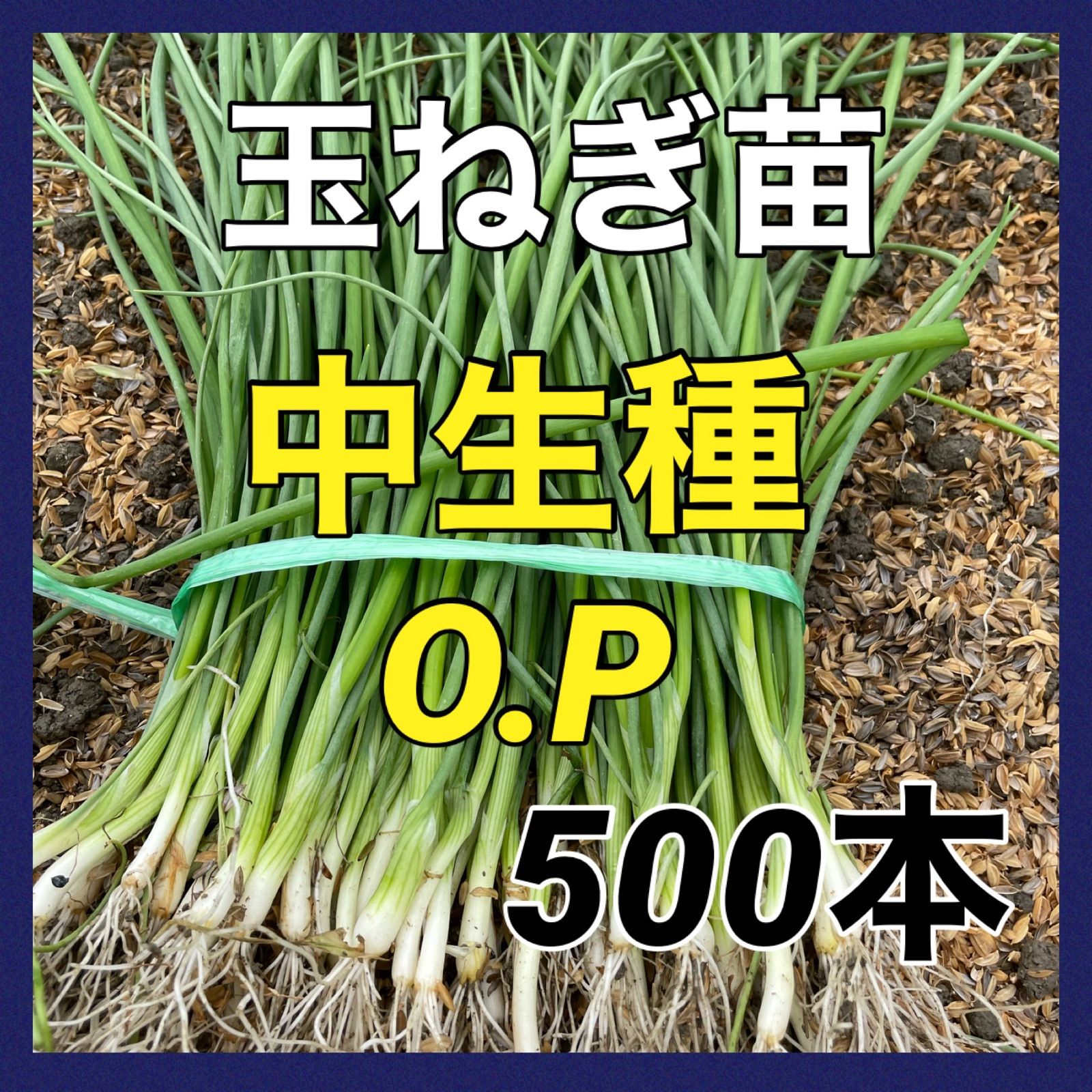 500本】耐病性◎中生種O.P黄玉ねぎ苗！栽培しやすい- メルカリ