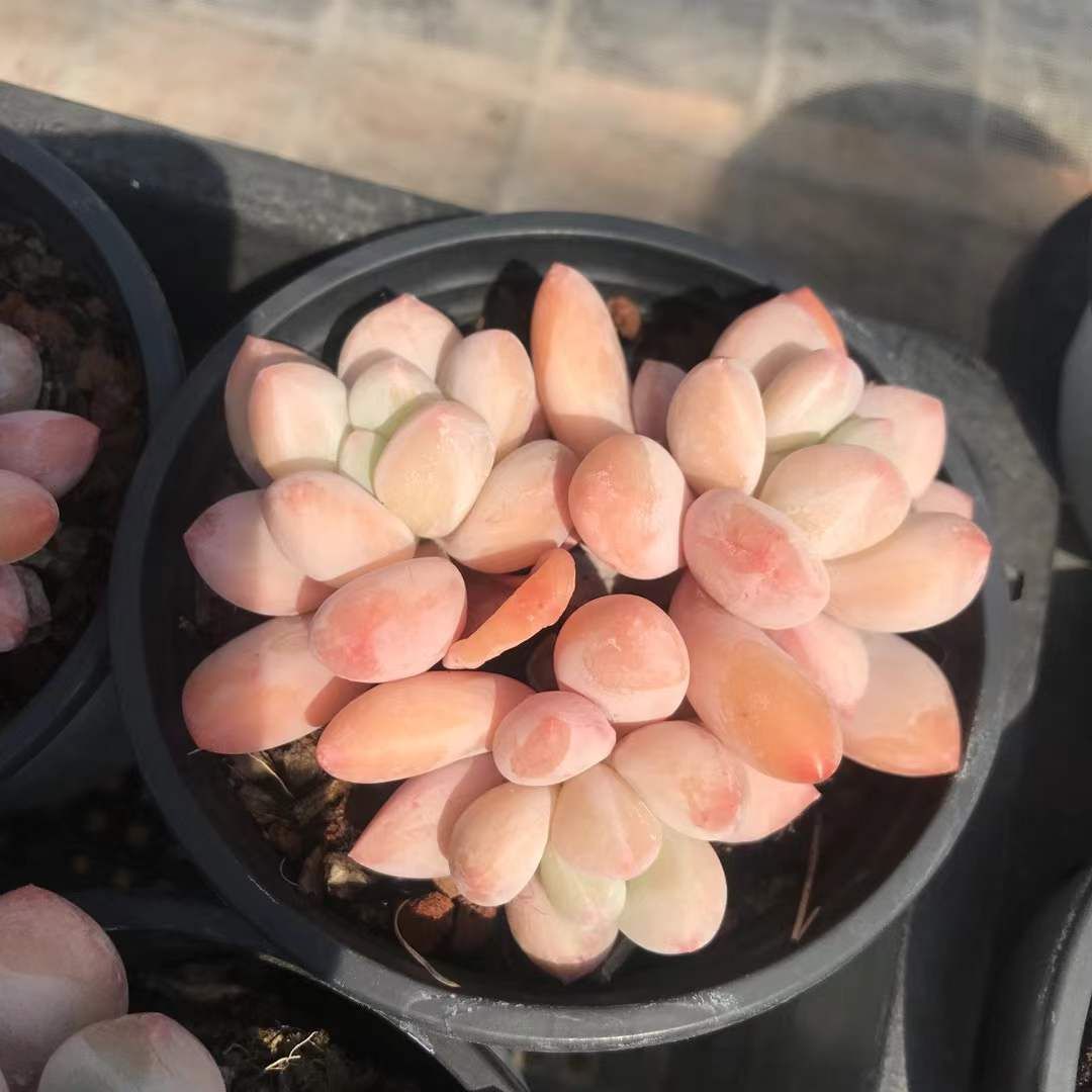 SKL1238×36 コウスイ 抜き苗 多肉植物 アエオニウム エケベリア 韓国苗