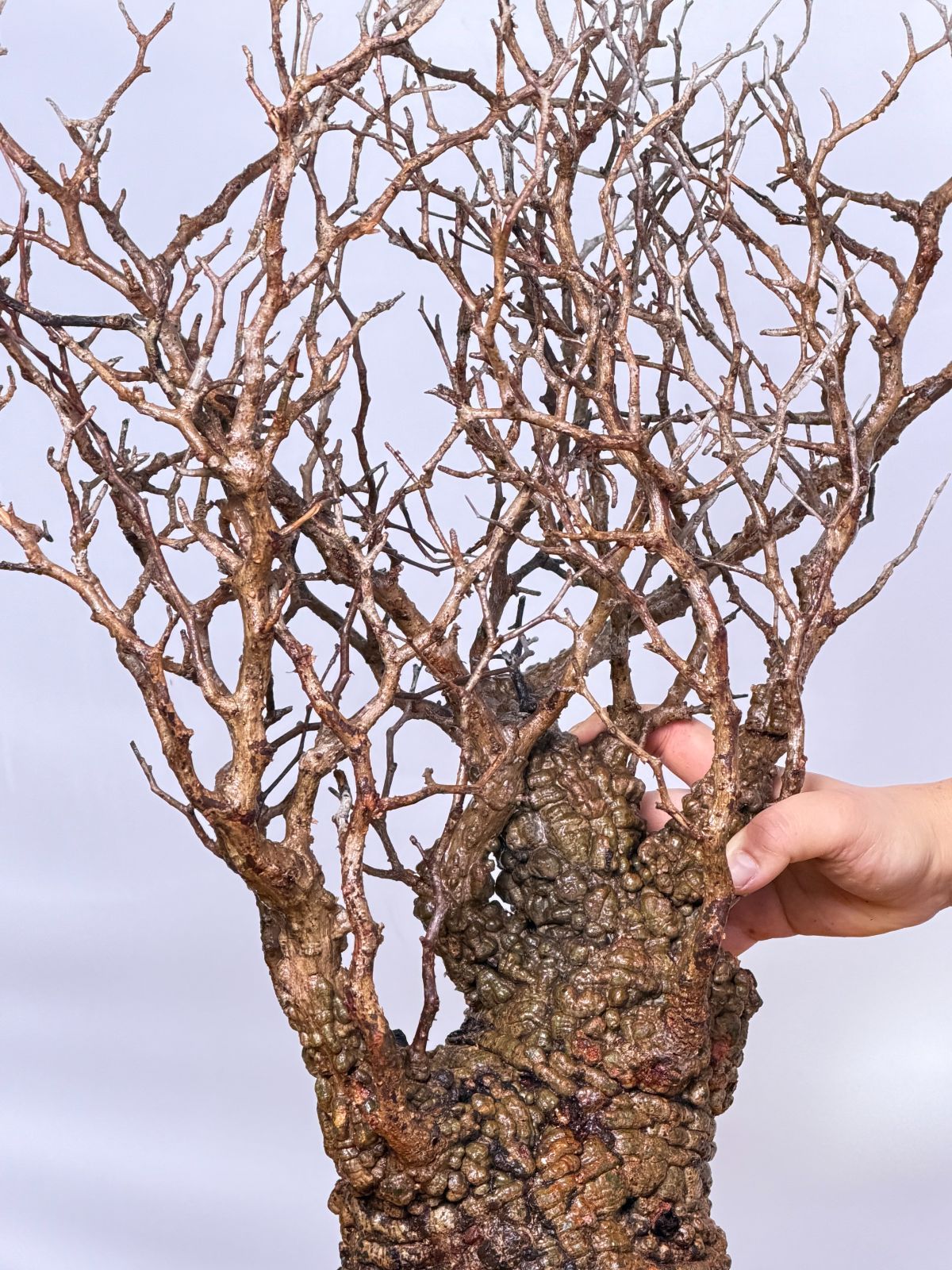 Operculicarya pachypus