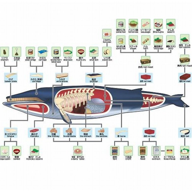 メルカリShops - 鯨 鯨コロ くじら クジラ コロ ころ 80ｇ×4パック おでん具材 煮物