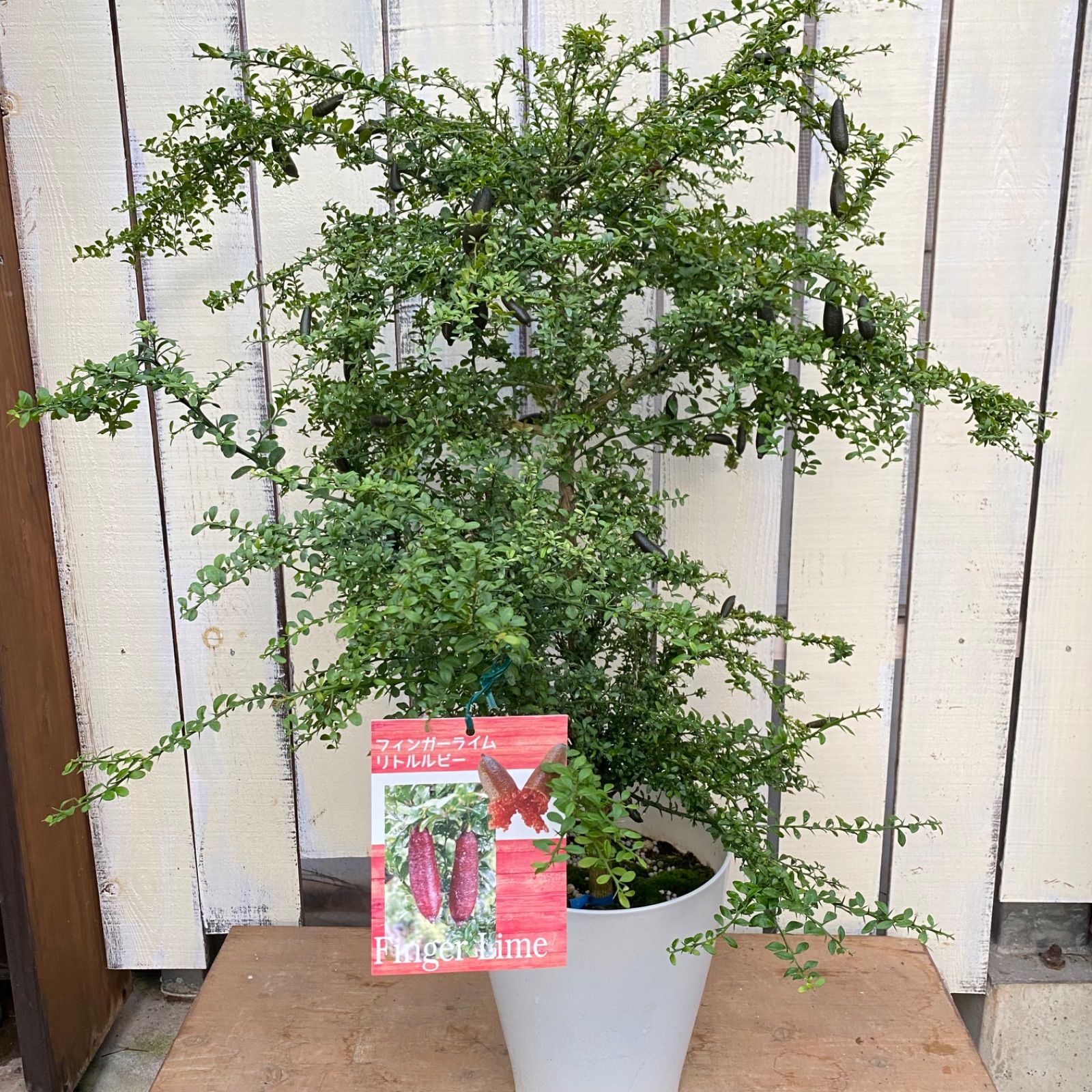 フィンガーライム リトルルビー 実付き