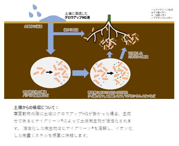 土壌改良剤 液剤 グロウアップHG 500ml 土壌改良材 葉面散布剤 カルシウム マグネシウム バイオスティミュラント資材 発根促進剤 微生物活性剤 バチルス菌 有機栽培 有機石灰 ゼオライト 園芸 畑 二価鉄 有機農法 ミネラル STEELWINDOWSANDDOORS_COM