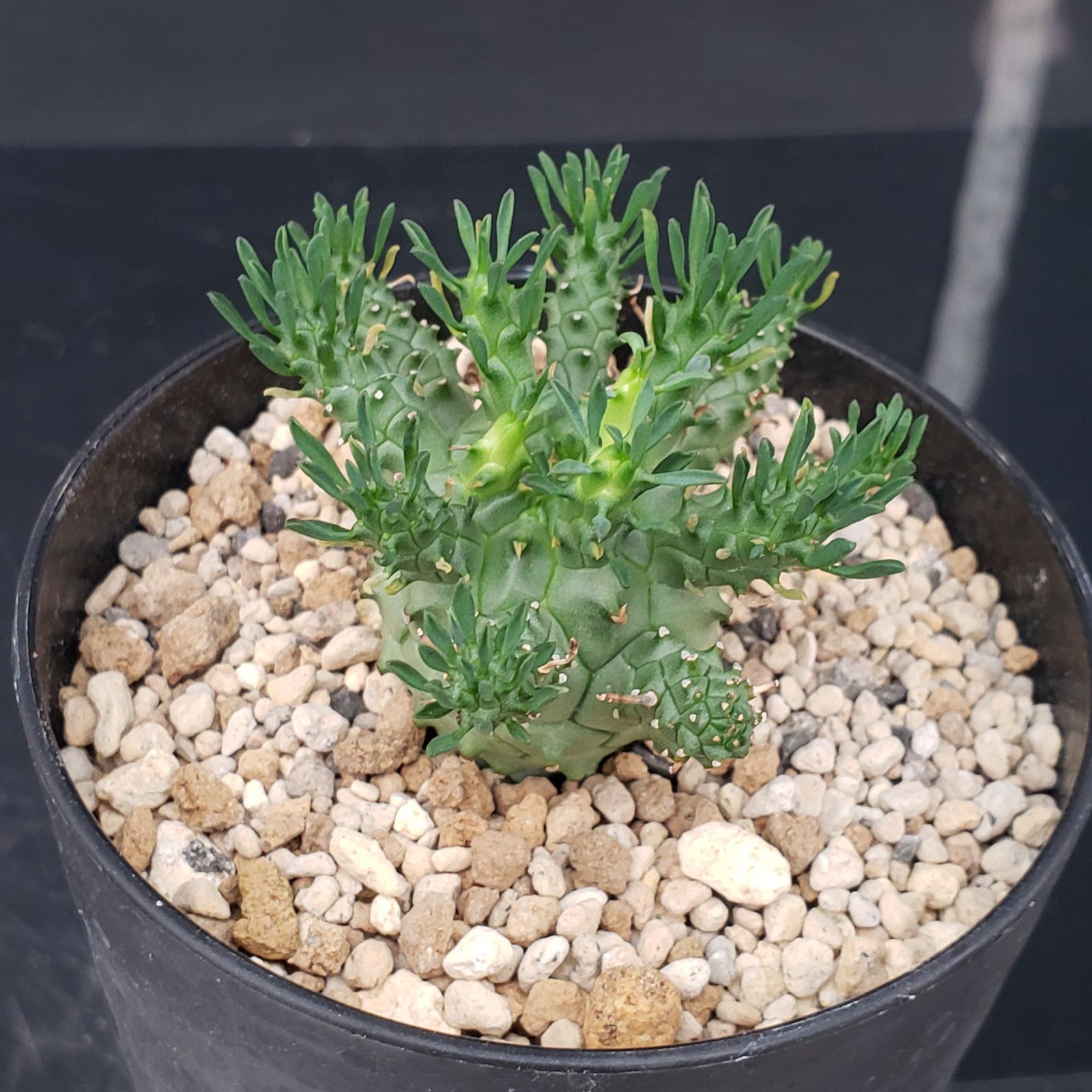 S184【自社養生株】ユーフォルビア デセプタ（発根株・鉢植え