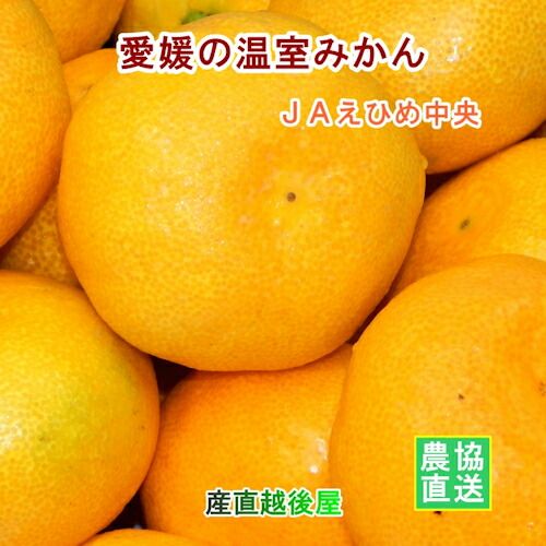 愛媛県の農協 JAえひめ中央 温室栽培 ハウスみかん 5kg 農協産地直送便でお届け 送料無料【フルーツ ギフト グルメ プレゼント】