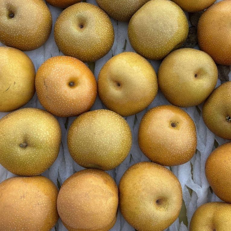 梨 和梨 箱込20Kg 自宅用 家庭用 1キロ4-5玉