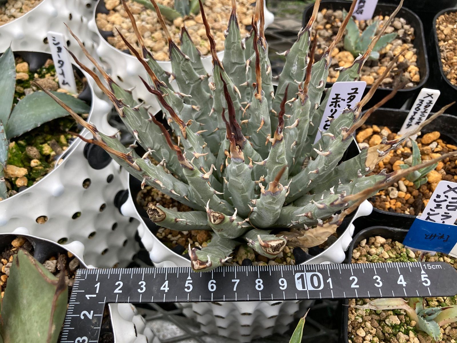 とげまる園芸 エボリスピナ 安心のバチバチ発根済み個体 鉢ごと発送