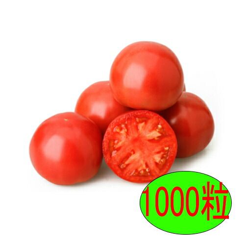 入荷次第出荷 カネコ種苗 耐病竜福 1000粒