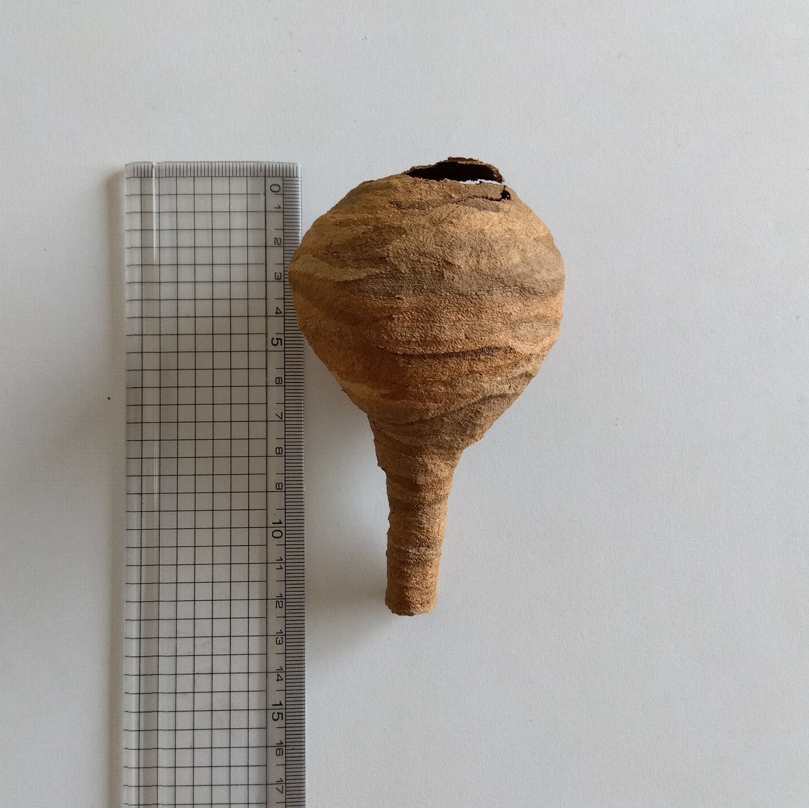 スズメバチの巣（本物） スズメバチの巣（本物） - メルカリ