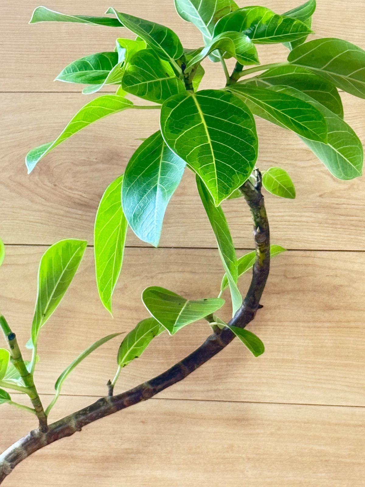 現品］【希少】86番 フィカス グランディス 曲がり 8号 観葉植物 室内