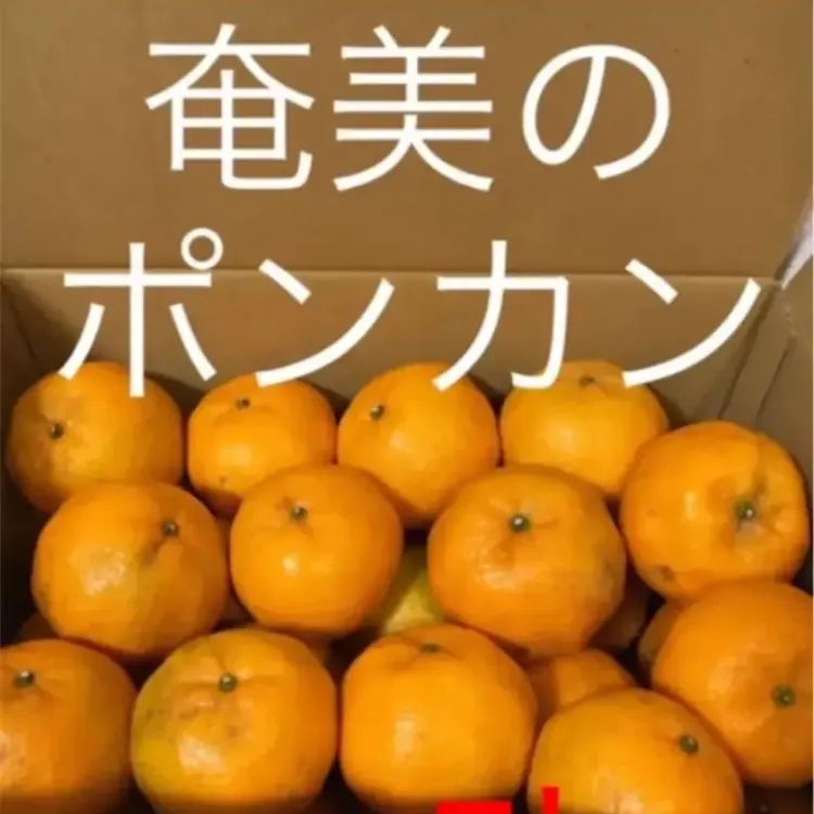 ☆最終SALE☆甘くてジューシー！！奄美大島産 完熟たんかん - 果物