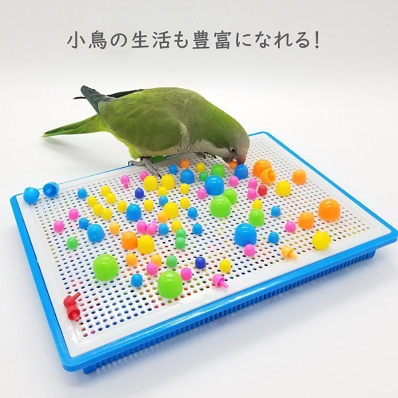 黒ラブラドールレトリバー、オオハシ(大、小)、セキセイインコ、編みぐるみ インコが頭にちょこん…3年越しの友情が嬉しいのに、驚かさない