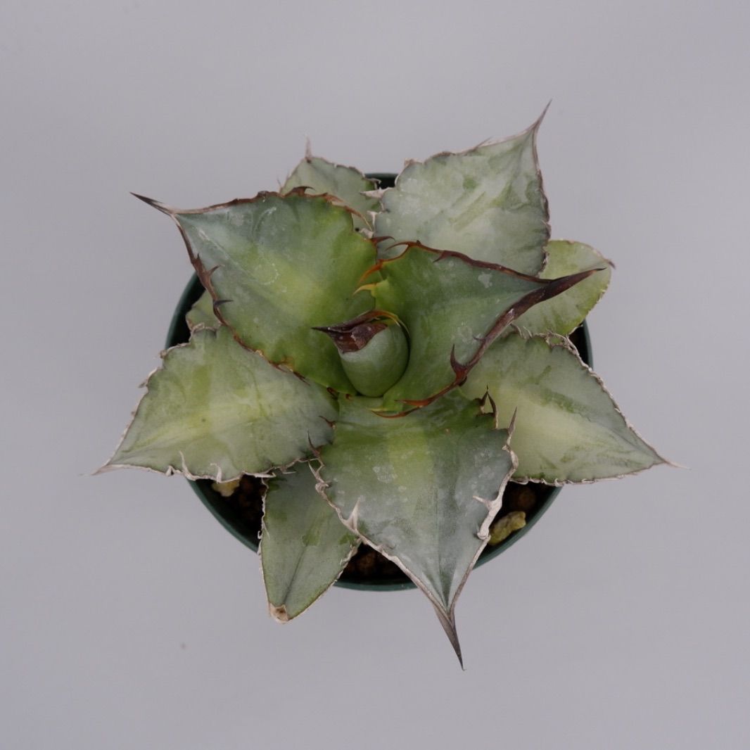 agave titanota X-Rays アガベ チタノタ② - メルカリ