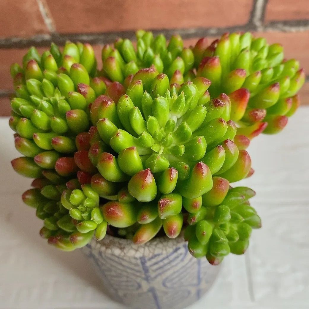 多肉植物 タッチミー ご予約品
