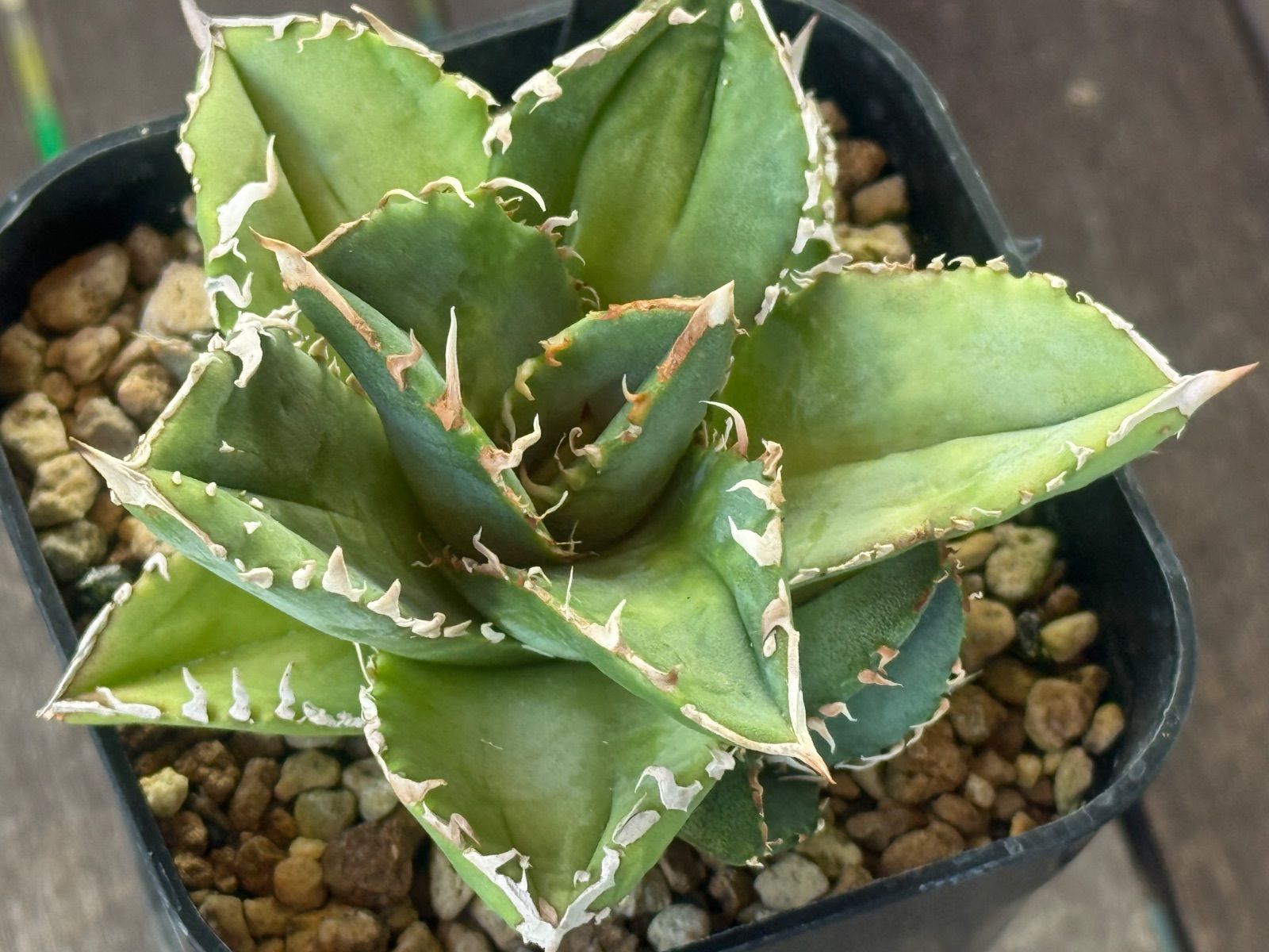 CJ-11 子株 CJ-11 子株 - メルカリ