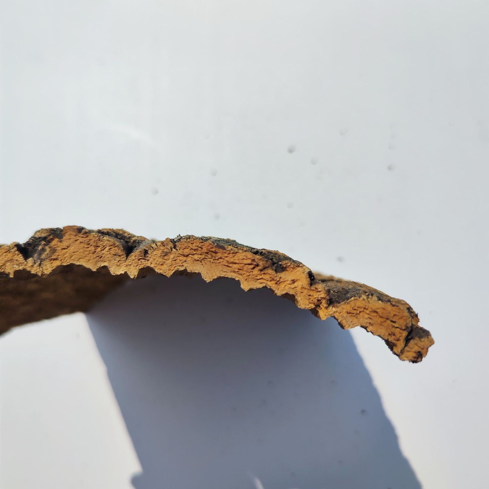 即発送☆ビカクシダ 大型 バージンコルク 特大 バージンコルク ビカクシダ コウモリラン チランジア 着生