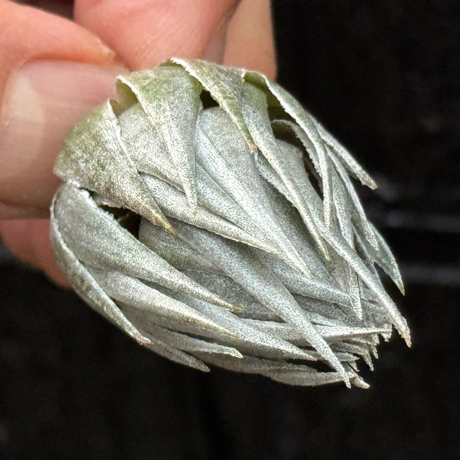 kautskyi＊エアプランツ