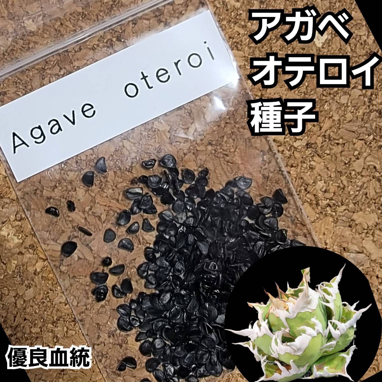 送料無料/新品】 発芽率90%！アガベ オテロイ種子500粒 植物/観葉植物