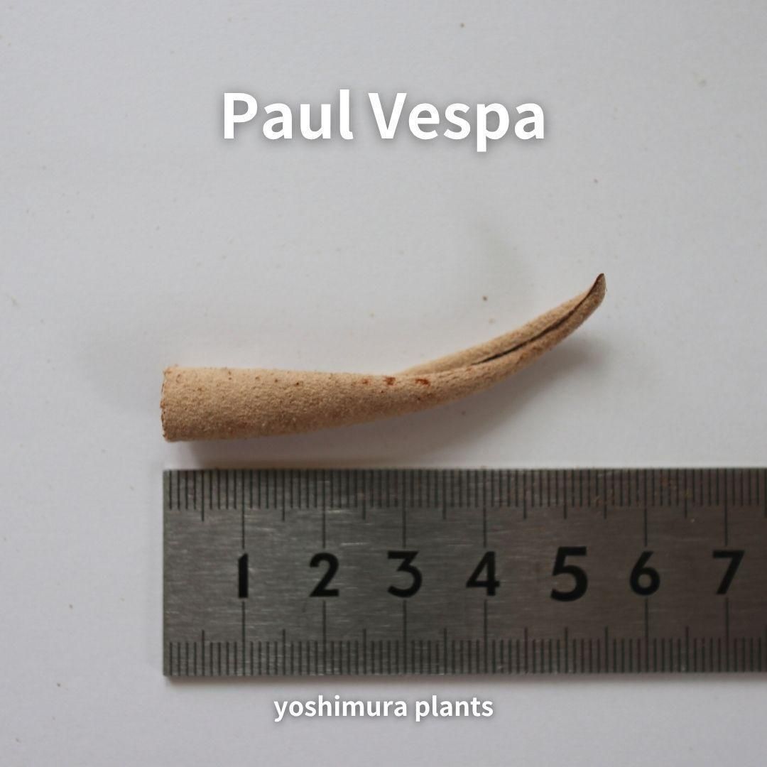 P.Paul vespa 親株（子株3つ➕PUP付き） P.Paul Vespa(OC)子株 ビカクシダ ポールベスパ - メルカリ