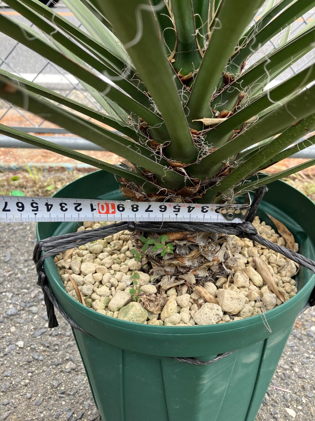 ユッカ フィリフェラ メキシコ産 発根済 ユッカ フィリフェラ メキシコ