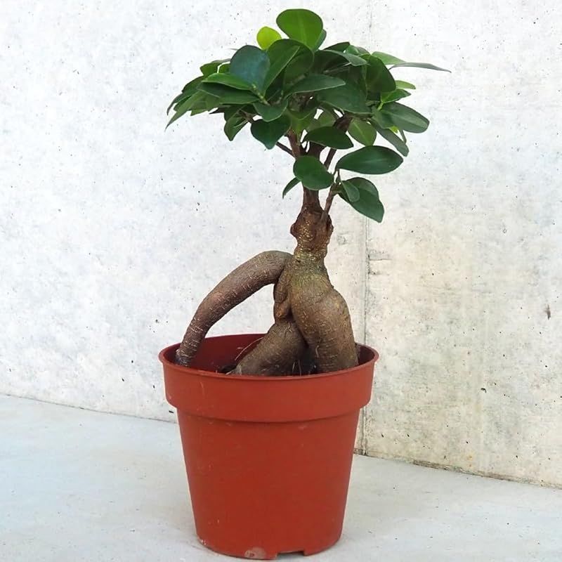 ＩＴＡＮＳＥ 人参ガジュマル4号鉢 4個セット 品種で選べる観葉植物 人参ガジュマル は通称名で 普通のガジュマルの根が育ったものを抜いて 根が見えるように植え替えたものを指します 気根がよく目立つ仕立てになっており 姿形がニンジンに似ていることか