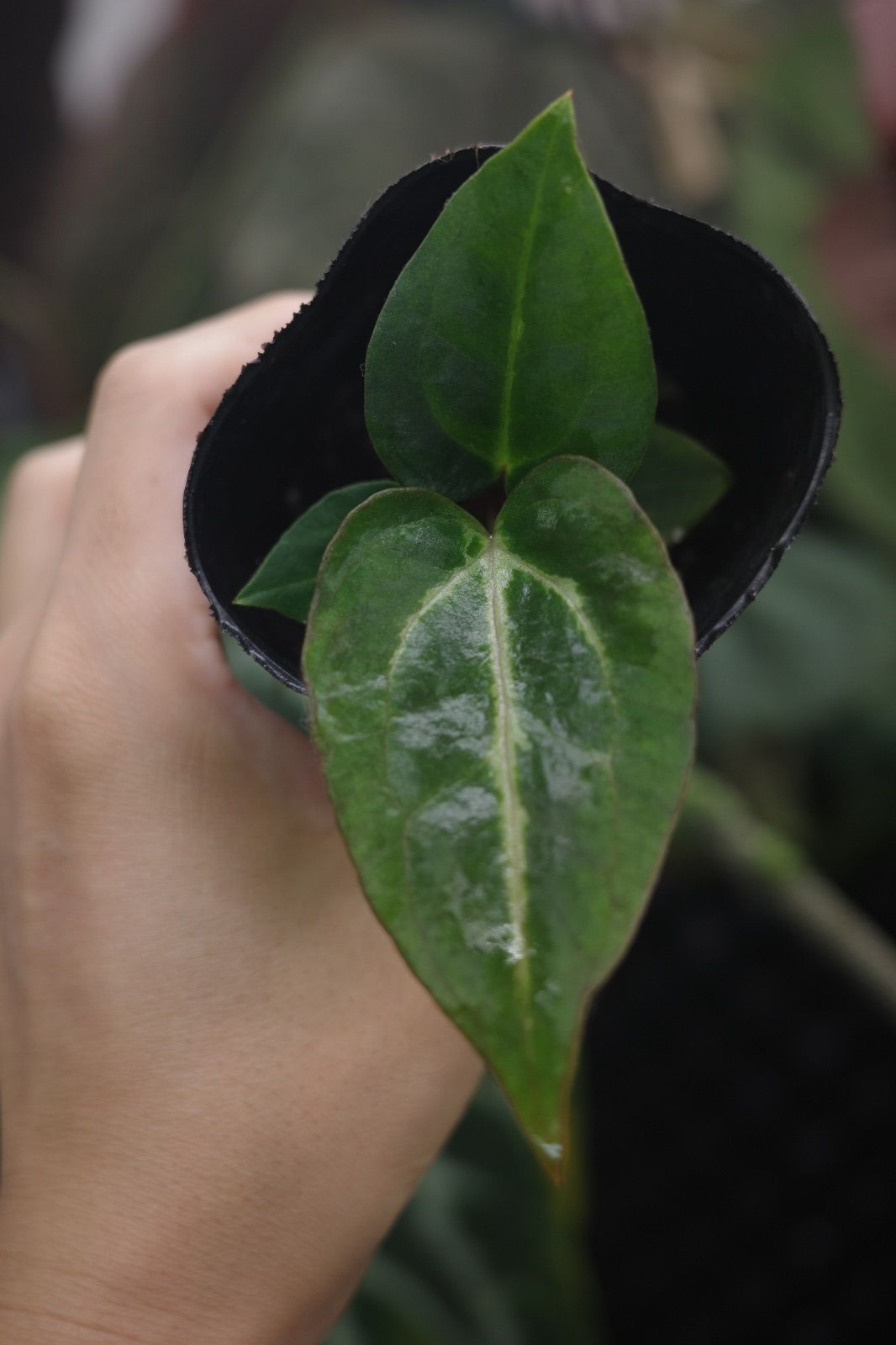 アンスリウム カーラブラッキー 【コレクション放出】 Anthuroom