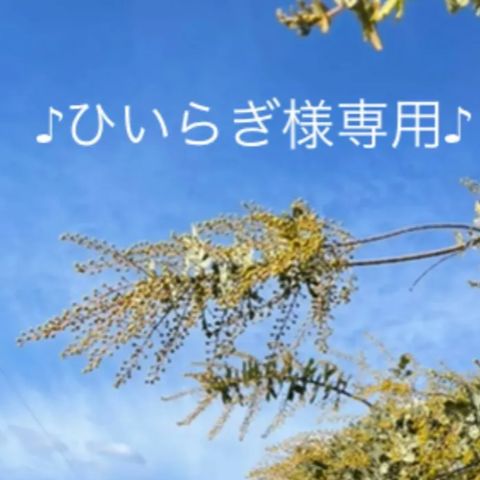 ♪ひいらぎ様専用♪ 17 ミモザ 1箱 保水アリ クロネコヤマト便 - 花