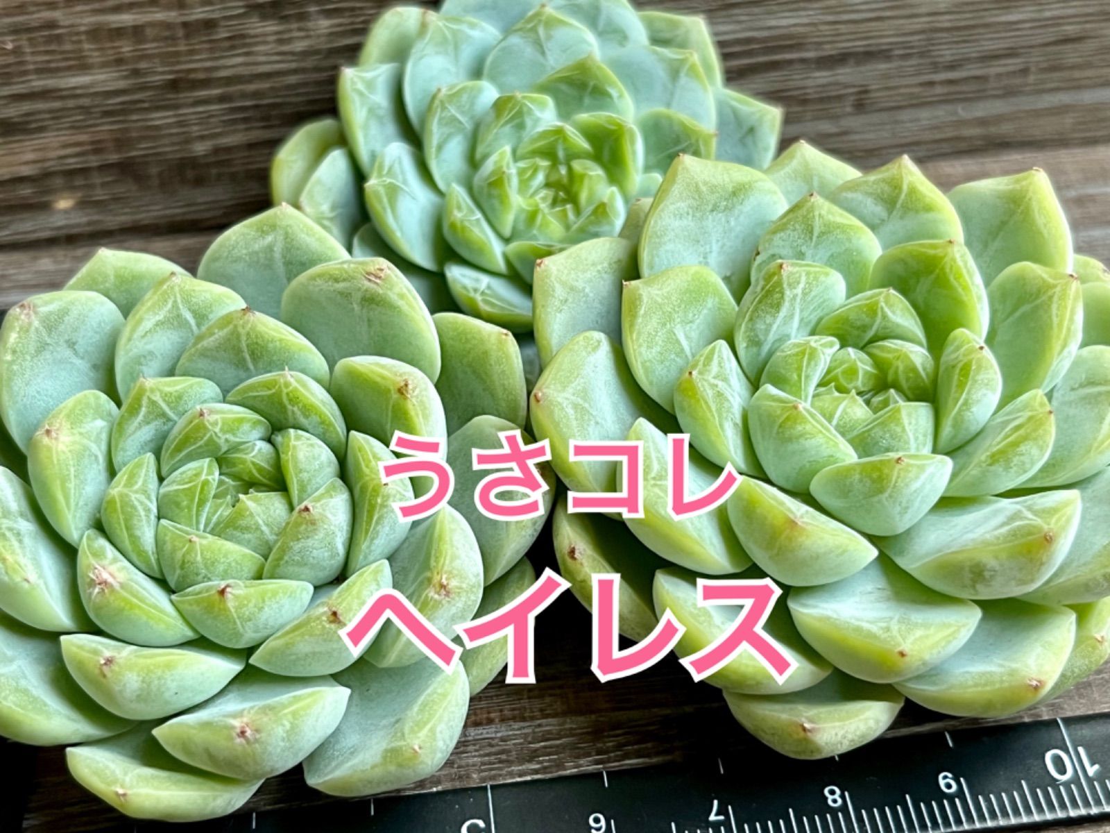 多肉植物 韓国苗 うさコレ ヴァンパイアアパルーサ(吸血鬼)‼️レア