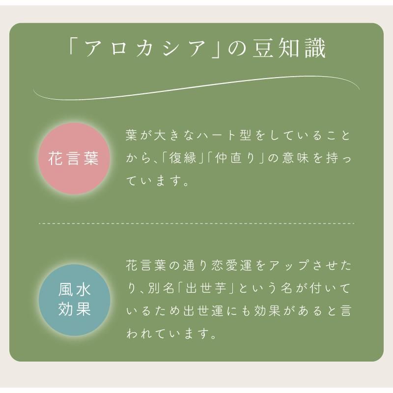 観葉植物