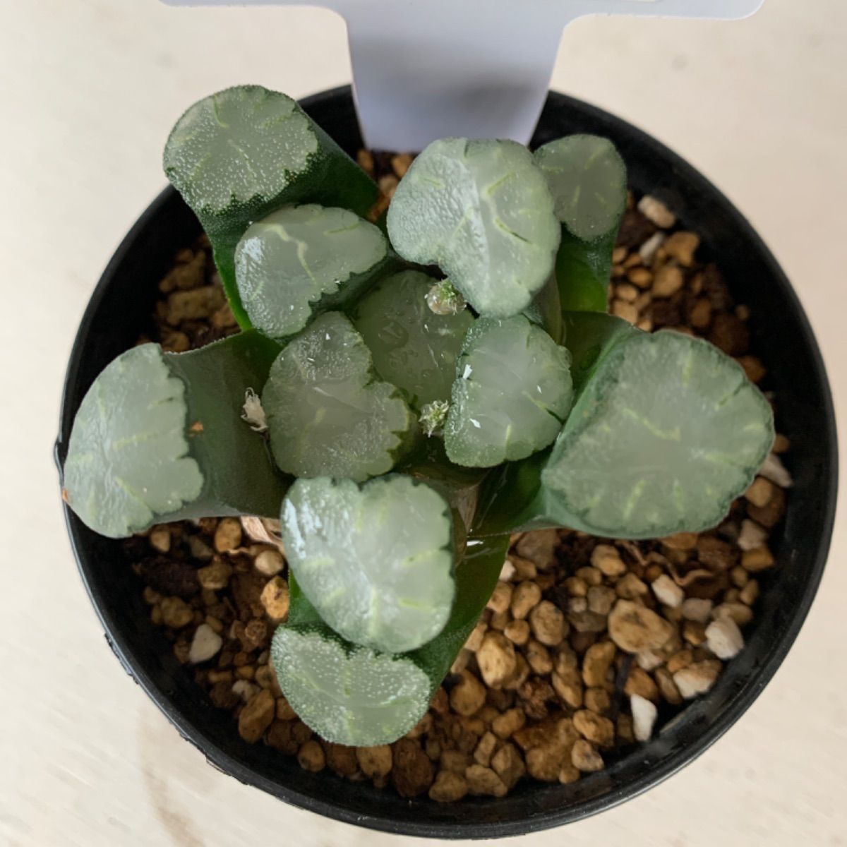 多肉植物　ハオルチア　万象　天照 多肉植物 ハオルチア 万象 天照 希少苗