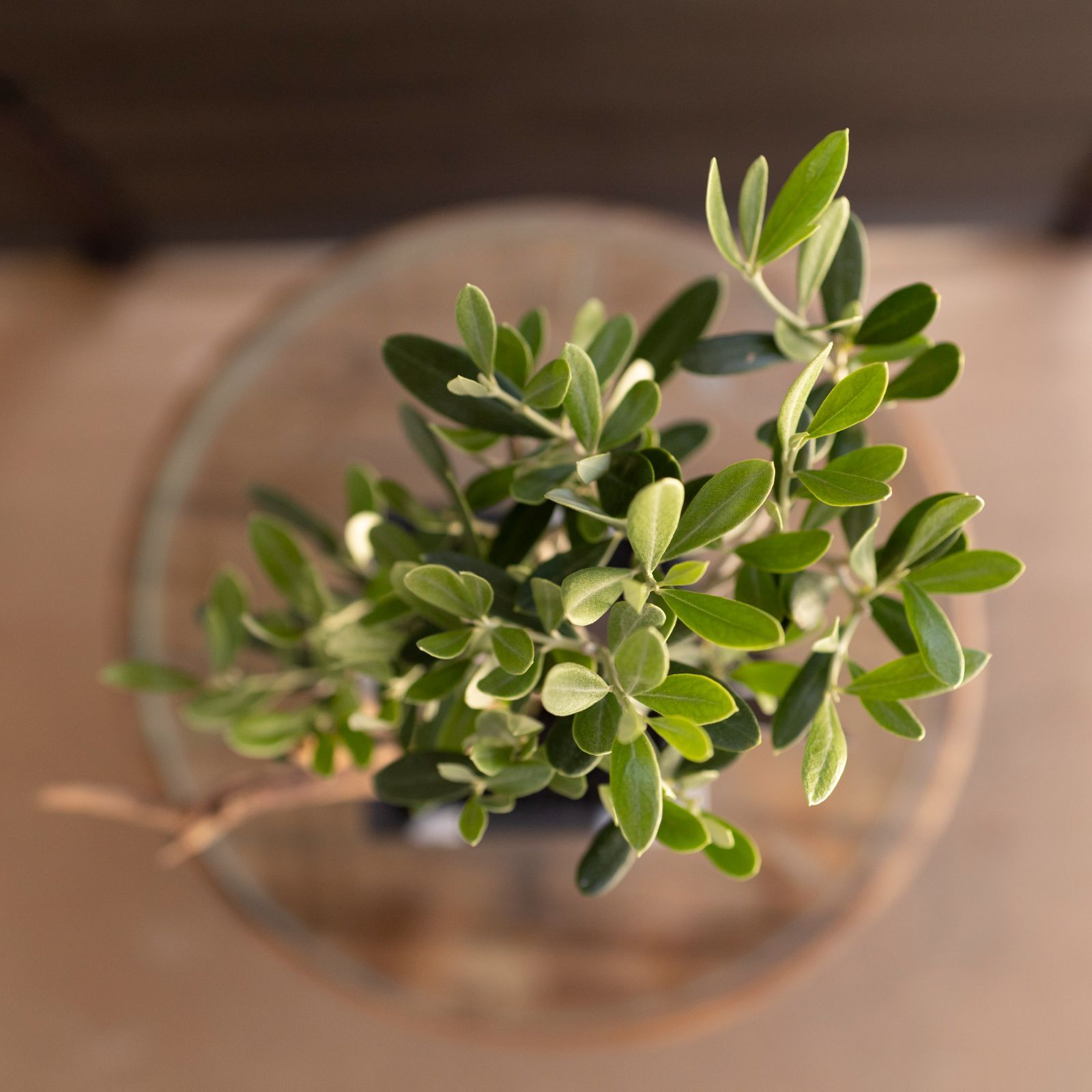 現品　創樹　オリーブの木　オリーブ　マンザニロ　7番　観葉植物　野外　希少 観葉植物 おしゃれ：オリーブの木*SOUJU（創樹） マンザニロ 現品選べ