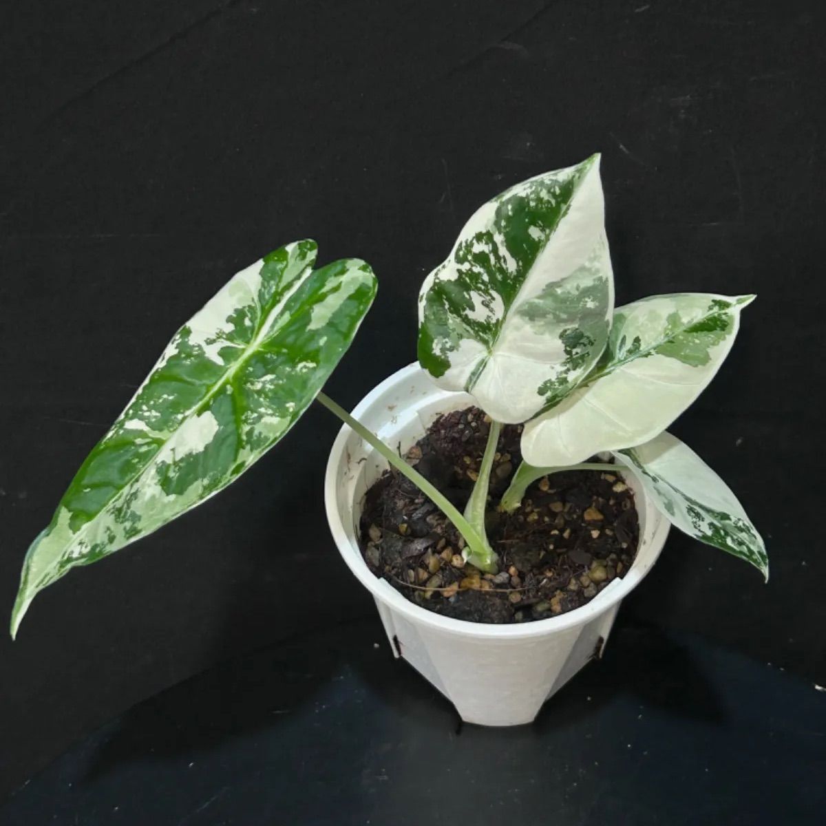 アロカシア グリーンベルベット 斑入り 3.5号 | a plants