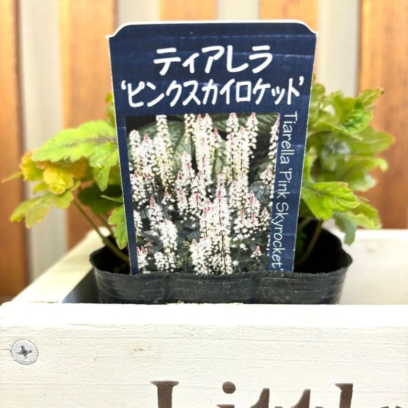 ティアレラさん専用