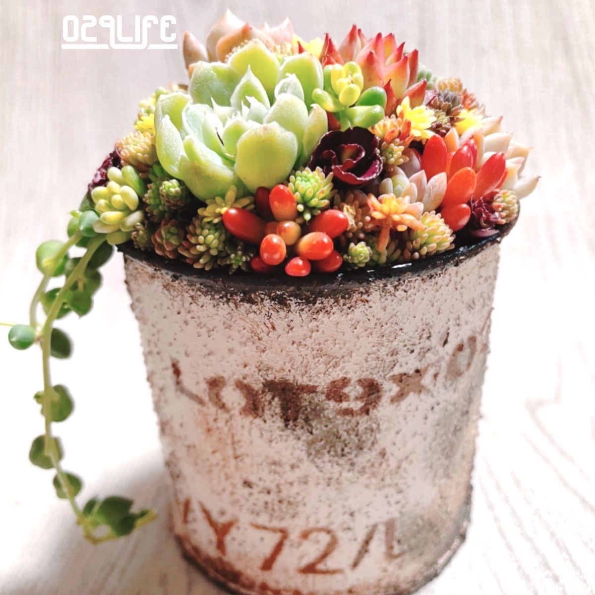 男前リメ缶の多肉寄せ植え 多肉植物ちま寄せ - メルカリ