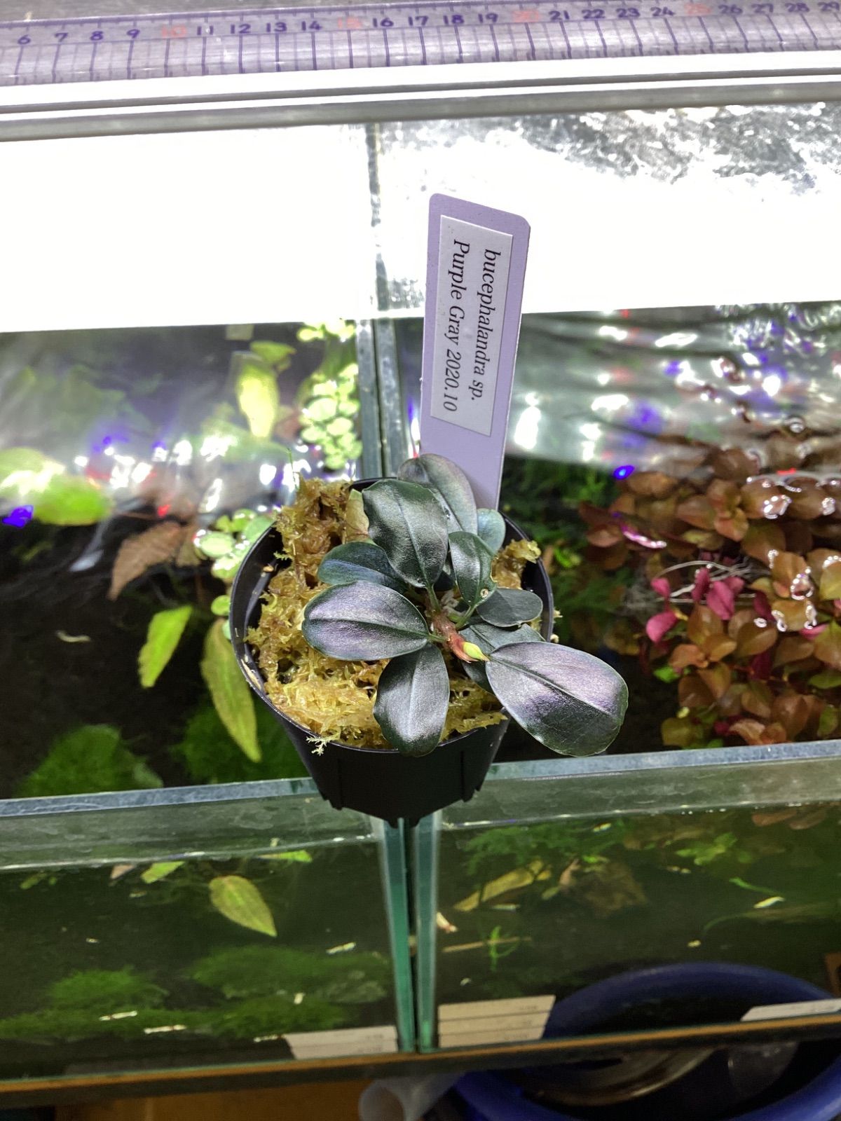 ブセファランドラ sp. パープルグレイ JB2020|10 Bucephalandra sp. Purple Gray