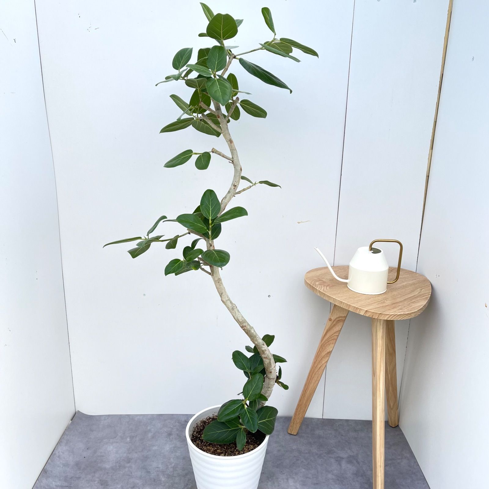 ベンガレンシス 大型曲がり2