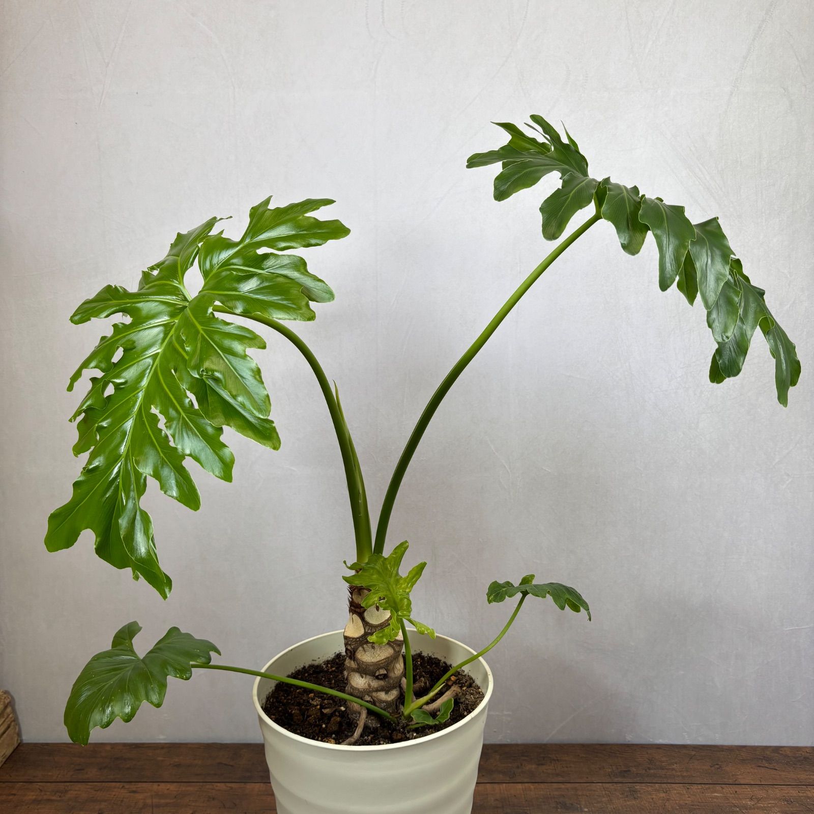 セローム フィロデンドロン 根上がり 美樹形 観葉植物 大型