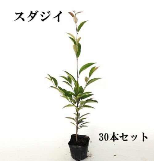 30本セット スダジイ樹高0.5m前後10.5cmポット