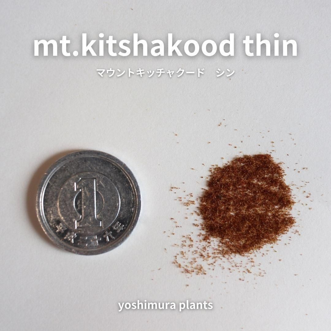 胞子] mt.kitshakood thin キッチャクード シン ビカクシダ - メルカリ
