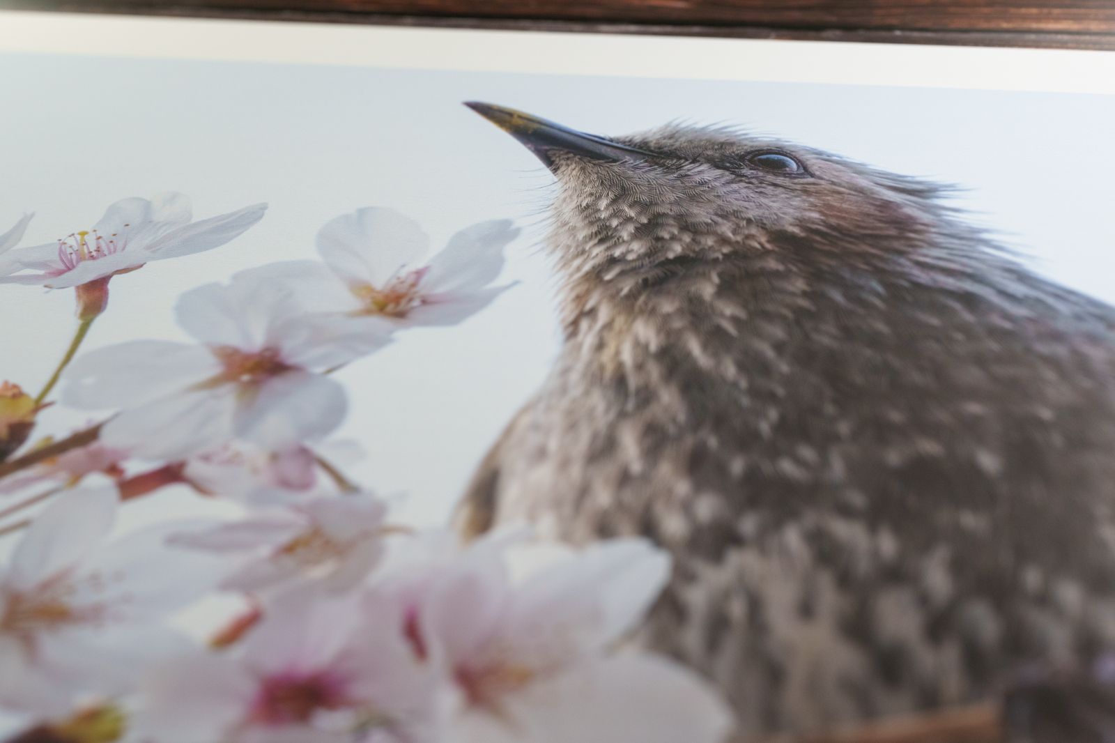 【ヒヨドリ・桜】オリジナル写真プリント（マット紙・A4サイズ）【野生動物】