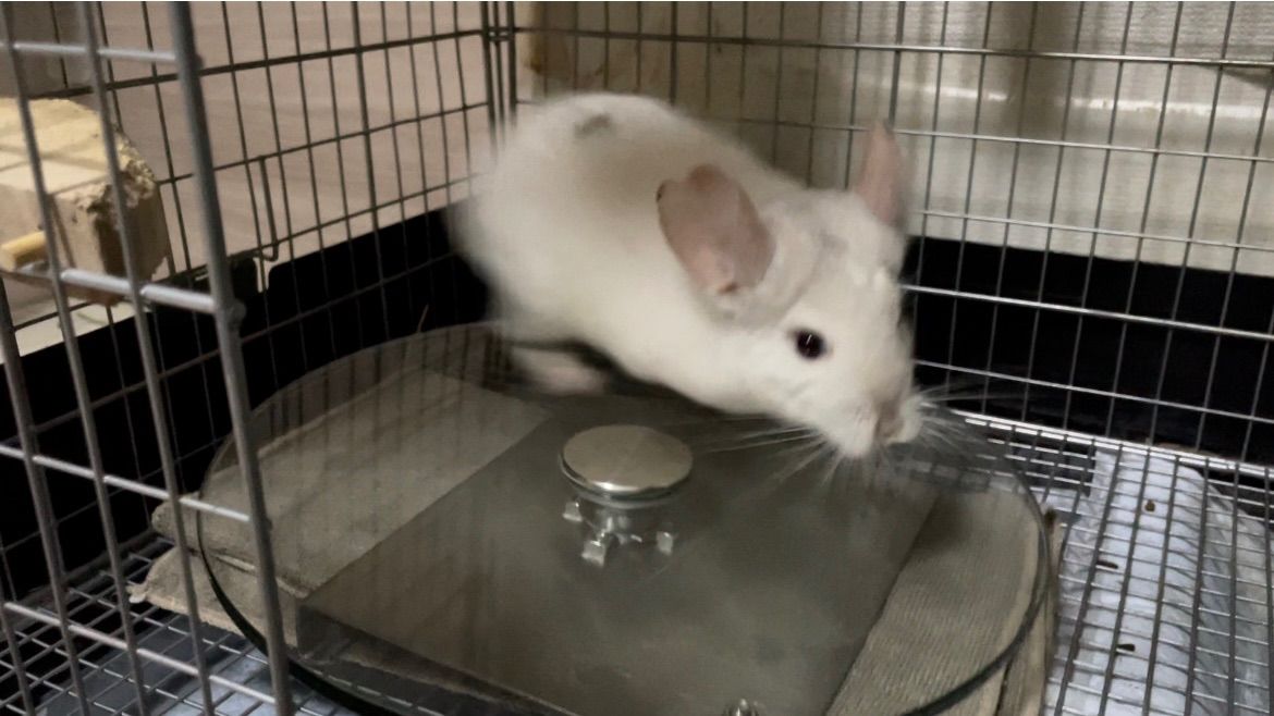 新 チンチラ
