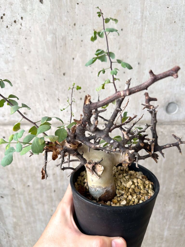 高*田様 K78 コミフォラ ピュア カタフ ソマリア 現地株 新着 下処理済み Commiphora kataf pure コミフォラ ピュアカタフ 発根済現地株 4